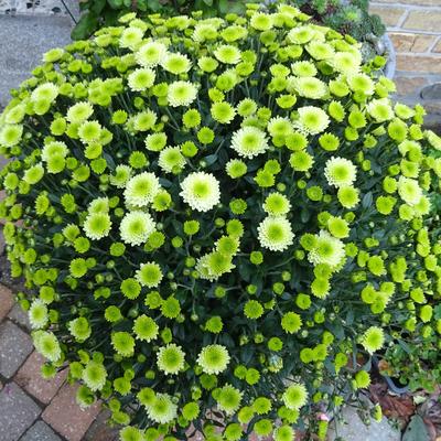 Chrysanthemum SANTINI 'Country' - 