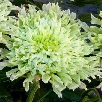 Chrysanthemum 'Osorno'