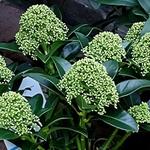 Skimmia japonica 'White Globe' - 