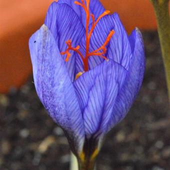 Crocus cancellatus subsp. cancellatus