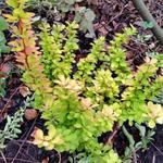 Berberis thunbergii 'Maria' - 