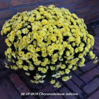 Chrysanthemum indicum