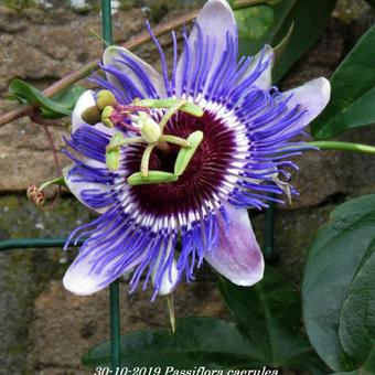 Passiflora caerulea