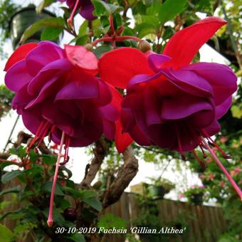 Fuchsia 'Gillian Althea'