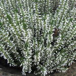 Calluna vulgaris GARDEN GIRLS ‘Helena’ - 