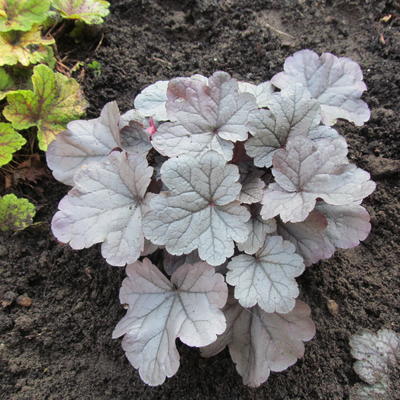 Heuchera 'Silver Gumdrop'