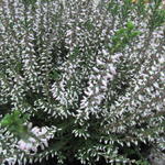 Calluna vulgaris GARDEN GIRLS 'Pink Bettina' - 