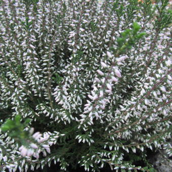 Calluna vulgaris GARDEN GIRLS 'Pink Bettina'