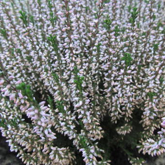 Calluna vulgaris 'GARDENGIRLS 'Gina'