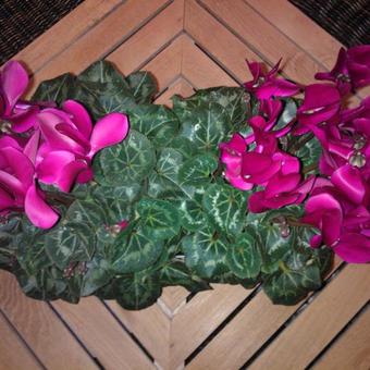 Cyclamen