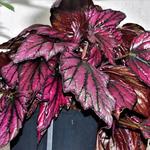 Begonia rex 'Hugh McLaughlin' - 