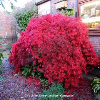 Acer palmatum 'Orangeola'