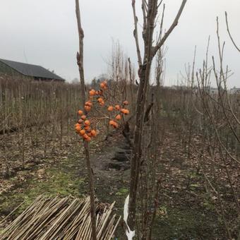 Sorbus aucuparia