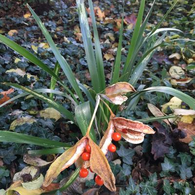 Iris foetidissima - Übelriechende Schwertlilie - Iris foetidissima