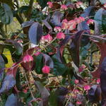 Euonymus grandiflorus - 