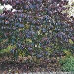 Euonymus grandiflorus - 