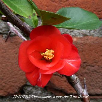 Chaenomeles x superba 'Fire Dance'