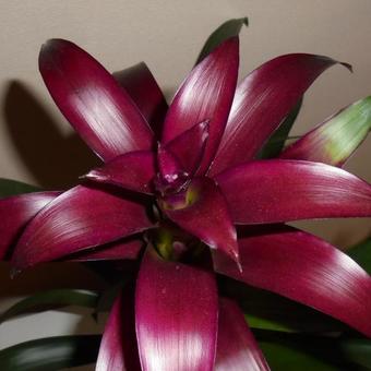 Guzmania