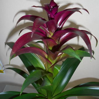 Guzmania