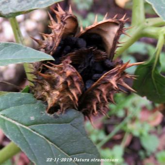 Datura stramonium