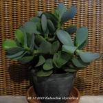 Kalanchoe thyrsiflora - Kalanchoe tetraphylla