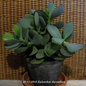 Kalanchoe thyrsiflora