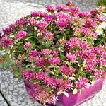 Sedum spurium SPOT ON 'Deep Pink' - 