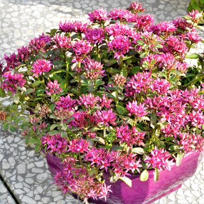 Sedum spurium SPOT ON 'Deep Pink' - 