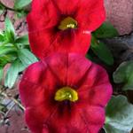 Calibrachoa 'CARILLON Red' - compact MF - 