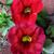 Calibrachoa 'CARILLON Red' - compact MF