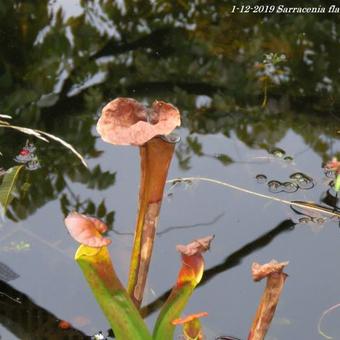 Sarracenia flava