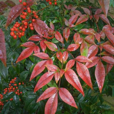 BAMBOU SACRÉ, BAMBOU CÉLESTE, NANDINE DOMESTIQUE - Nandina domestica