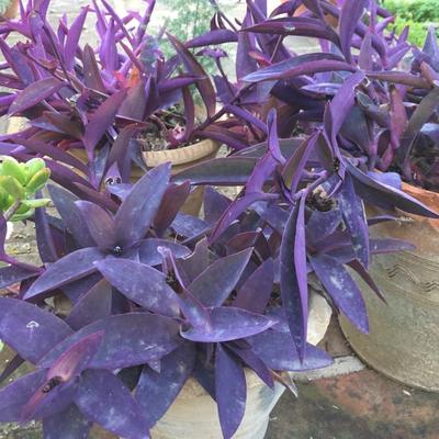 Tradescantia pallida - 