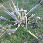 Agave americana  - Hundertjährige Agave