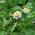 Tanacetum parthenium 'White Bonnet'