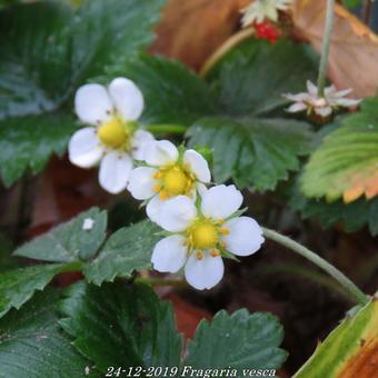 Fragaria vesca