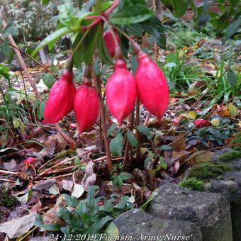 Fuchsia 'Army Nurse'