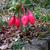 Fuchsia 'Army Nurse'