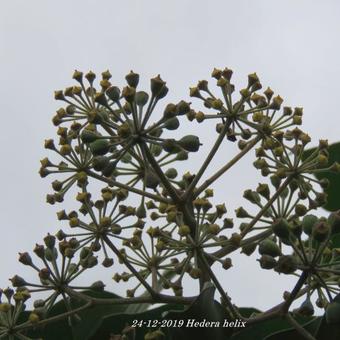 Hedera helix