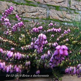 Erica x darleyensis