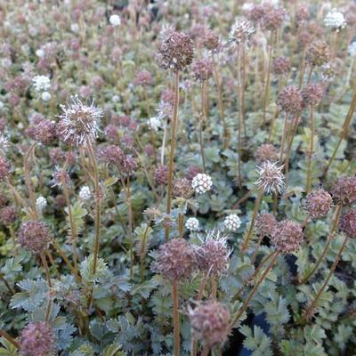 Acaena microphylla - Braunblättriges Stachelnüsschen - Acaena microphylla