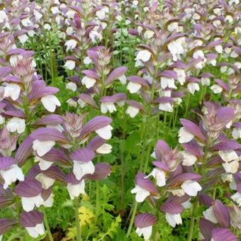 Acanthus hungaricus