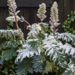 Acanthus mollis 'Tasmanian Angel' - Acanthus mollis 'Tasmanian Angel'