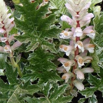 Acanthus mollis 'Whitewater'