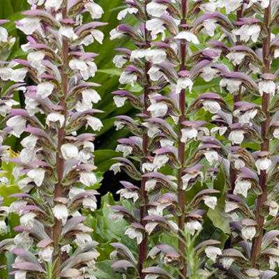 Acanthus mollis - Acanthe à feuilles molles