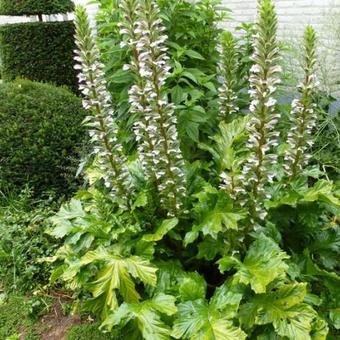 Acanthus mollis 'Hollard's Gold'