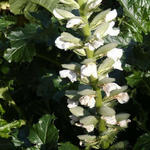 Acanthus mollis ‘Rue Ledan’