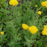 Achillea filipendulina 'Cloth of Gold' - 