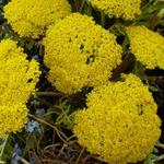 Achillea filipendulina 'Parker's Variety' - 