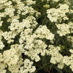 Achillea millefolium 'Alabaster' - 